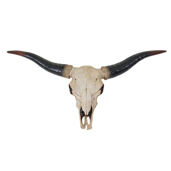 Mendler decoratie schedel 75cm HWC-A14, polyresin stier longhorn hoofd trofee, binnen/buiten natuur, 60929