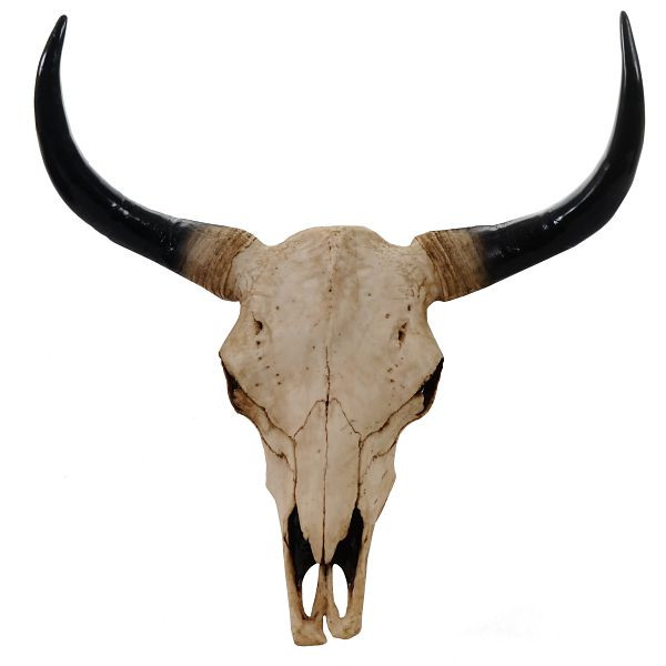 Mendler decoratieve schedel 64cm, polyresin stier longhorn kop trofee, indoor/outdoor, naturel, 44702
