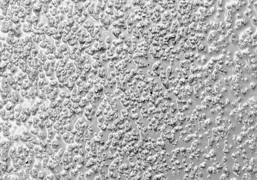DENIOS epoxyhars antislipcoating, extra sterke korrelgrootte midden lichtgrijs, 5kg, 272159